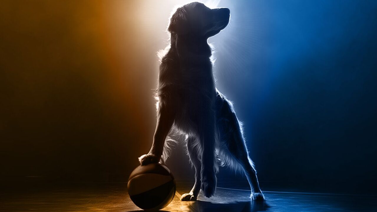 Повернення Air Bud: нові пригоди у світі спортивного собаки в 2026 році