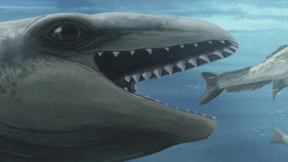 Вчені відкрили новий вид давнього кита Janjucetus dullardi у 2025 році